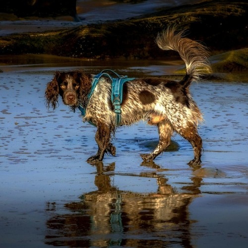 English Springer Spaniel