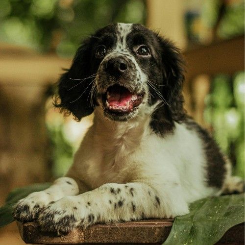 English Springer Spaniel Dog breed