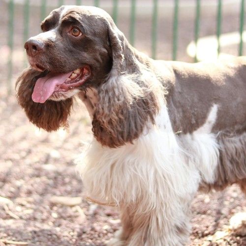 English Springer Spaniel