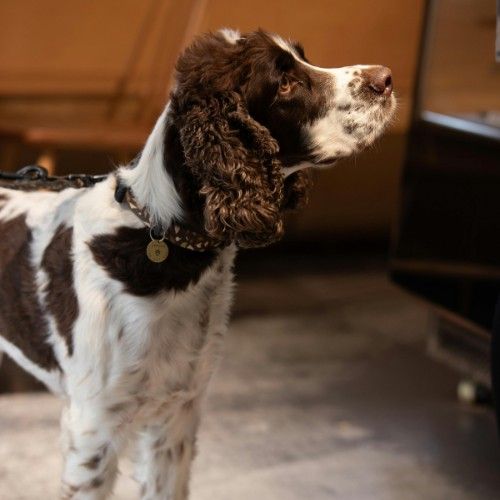 English Springer Spaniel