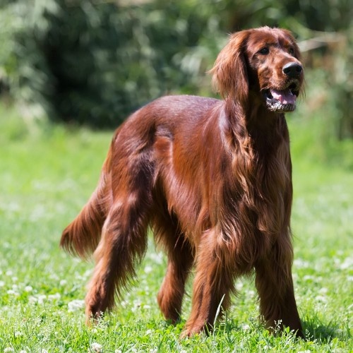 Irish Setter Dog Breed