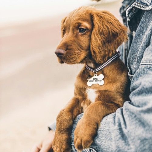 Irish Setter Dog Breed