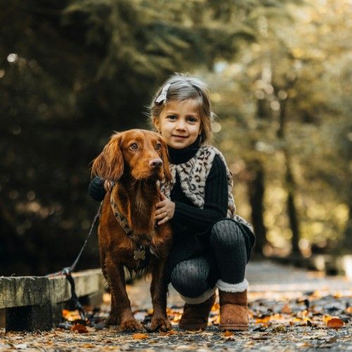 Irish Setter Dog Breed