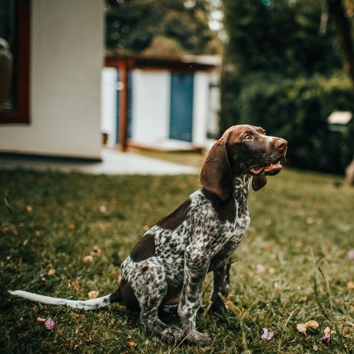 The Pointer Dog Breed