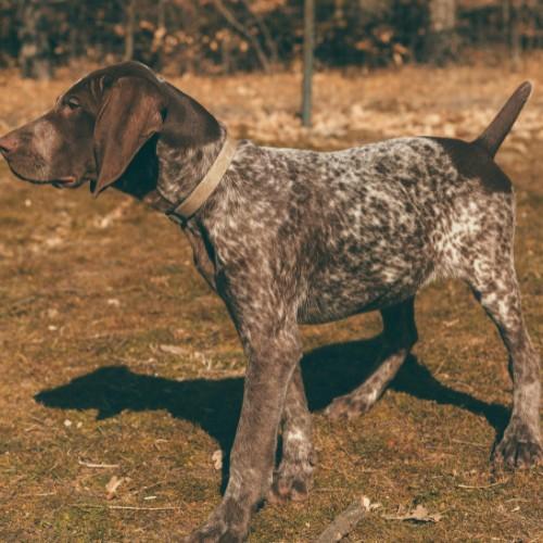 The Pointer Dog Breed