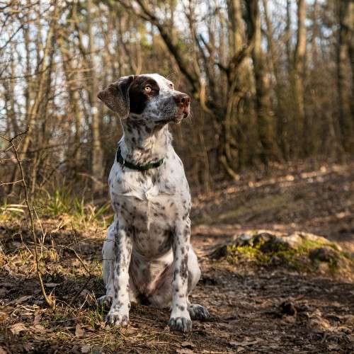 The Pointer Dog Breed