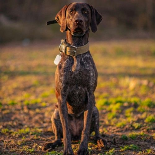 The Pointer Dog Breed