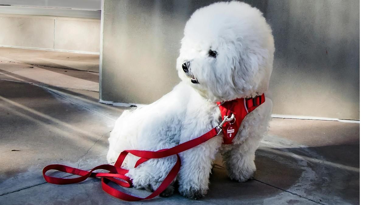 The Adorable Bichon Frise