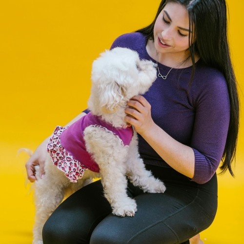 The Adorable Bichon Frise