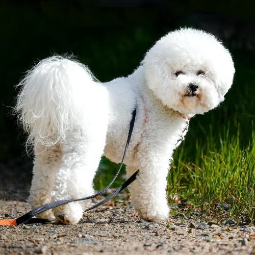 The Adorable Bichon Frise