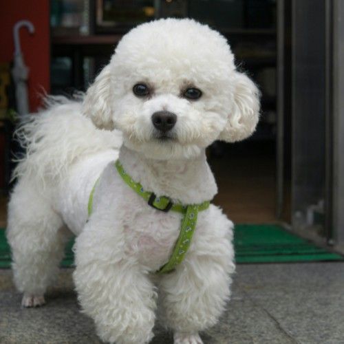 The Adorable Bichon Frise