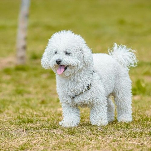 The Adorable Bichon Frise