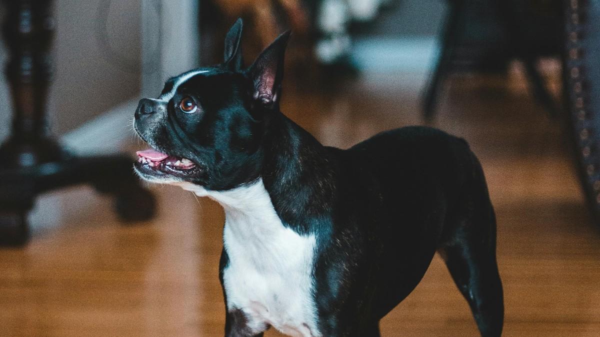 Boston Terrier