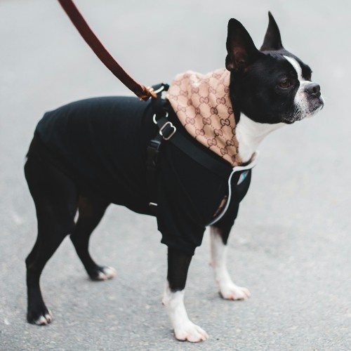 Boston Terrier