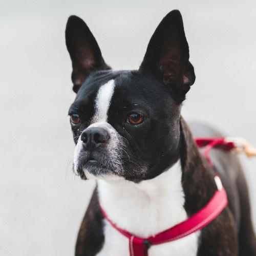 Boston Terrier