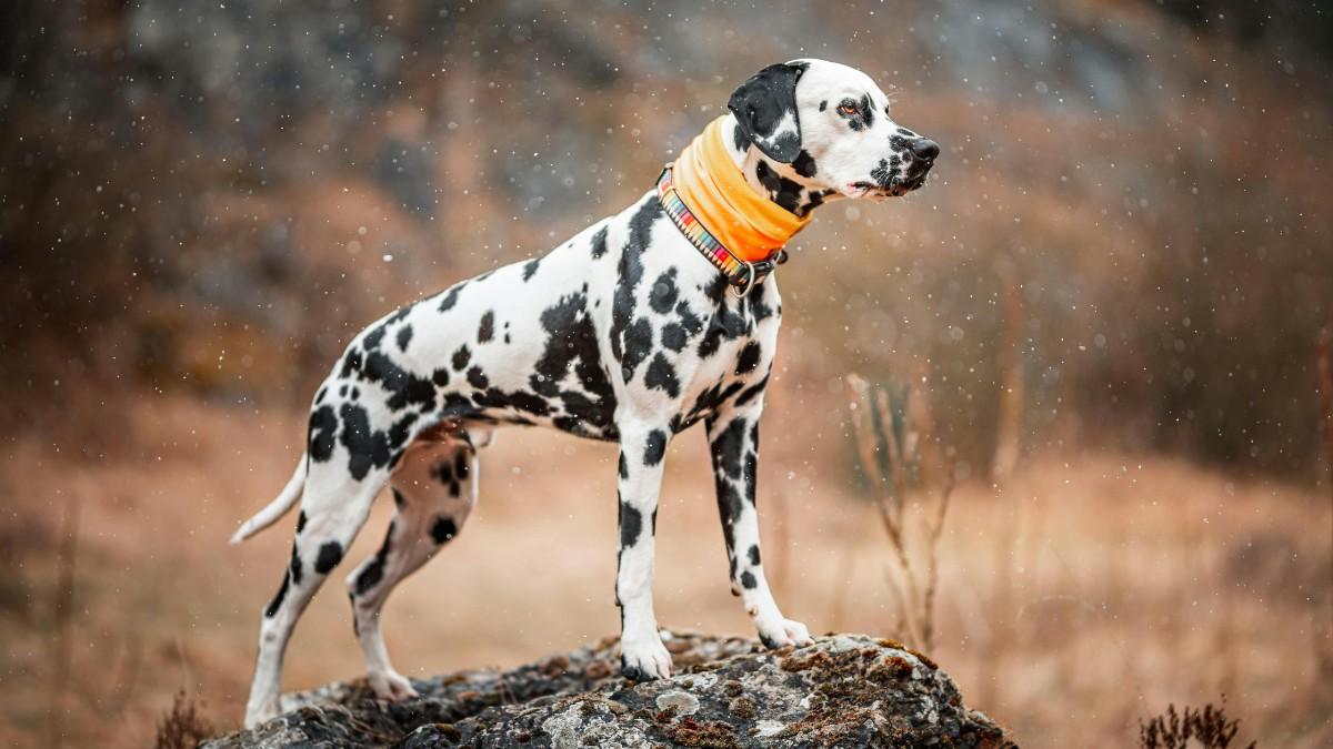 The Dalmatian Dog Breed