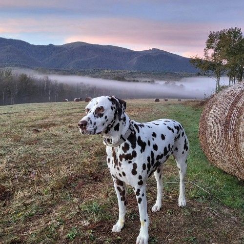 The Dalmatian Dog Breed