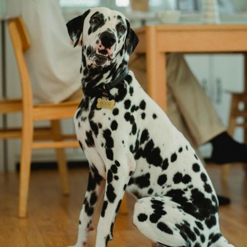 The Dalmatian Dog Breed