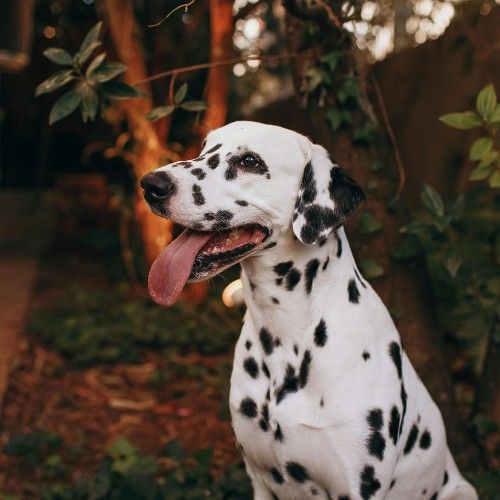 The Dalmatian Dog Breed