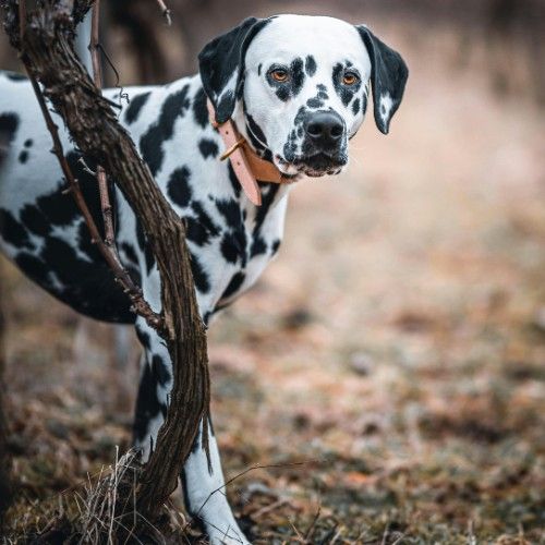 The Dalmatian Dog Breed