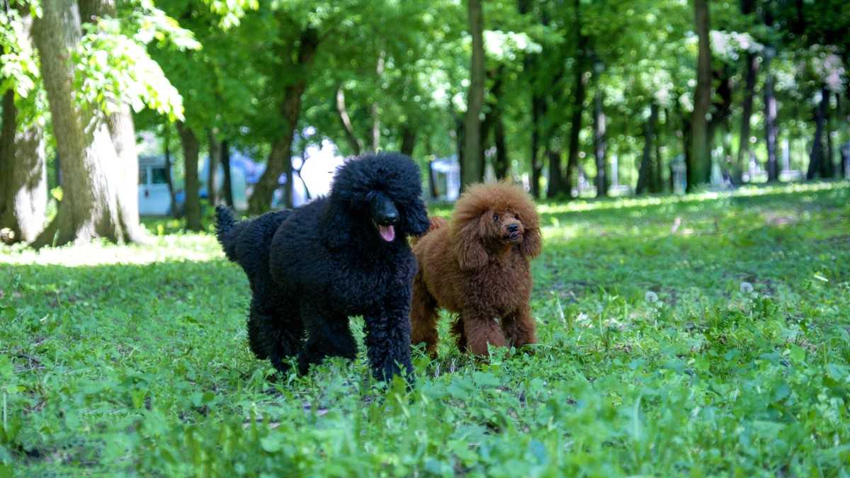 Poodles