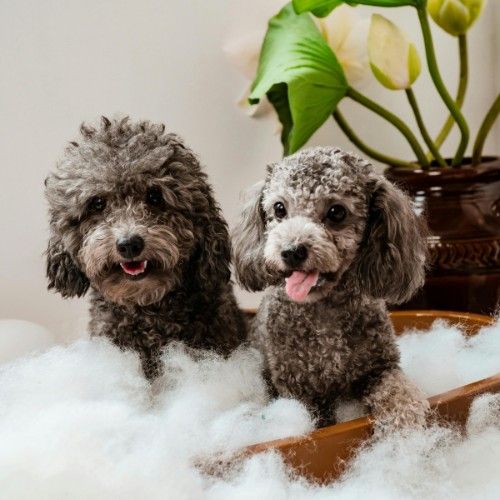 Poodles