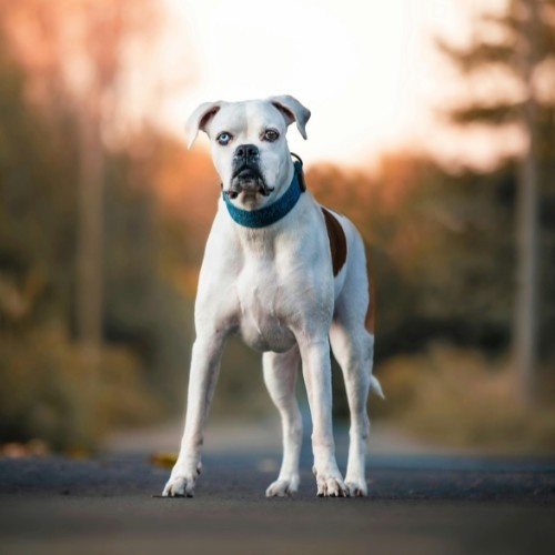 The Boxer Dog Breed