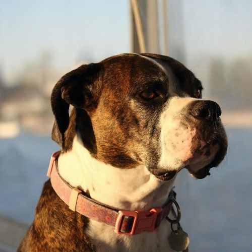 The Boxer Dog Breed