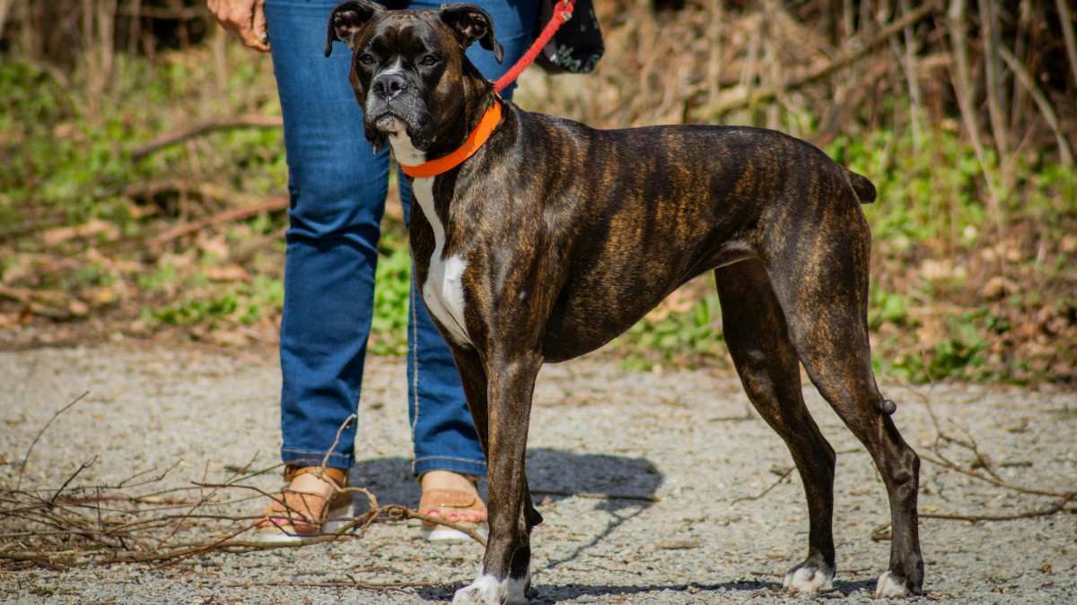 The Boxer Dog Breed