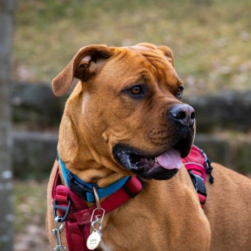 The Boxer Dog Breed