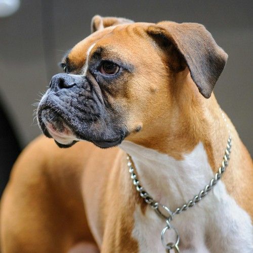 The Boxer Dog Breed