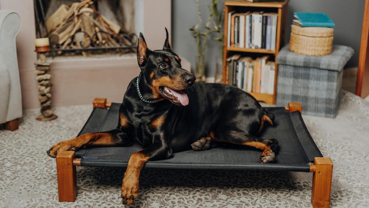 Dobermann Dog Breed