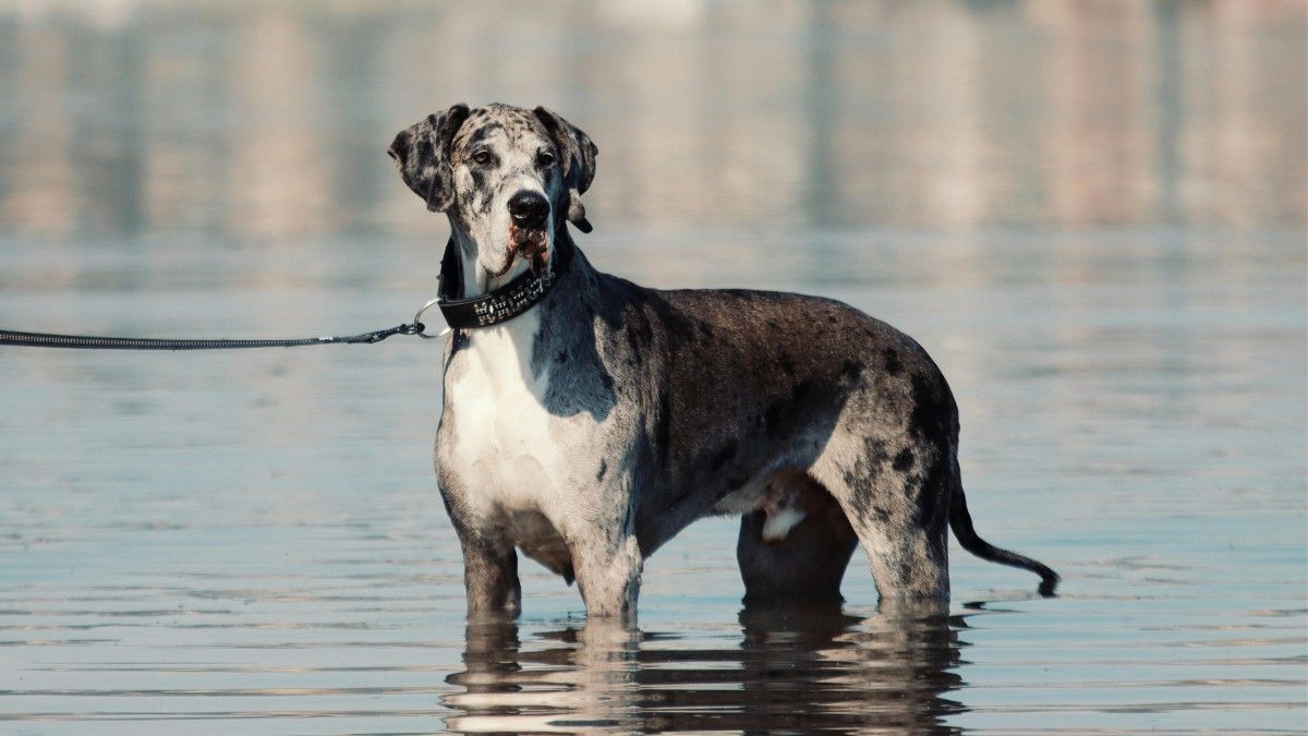 The Majestic Great Dane