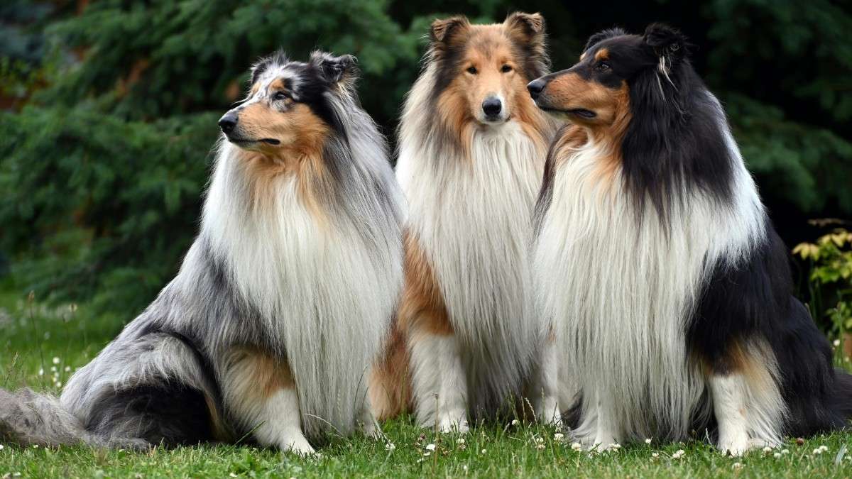 Bearded Collie Dog Breed