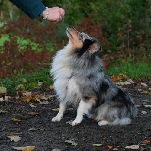 Bearded Collie Dog Breed