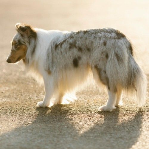 Bearded Collie Dog Breed