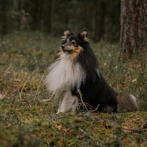 Bearded Collie Dog Breed