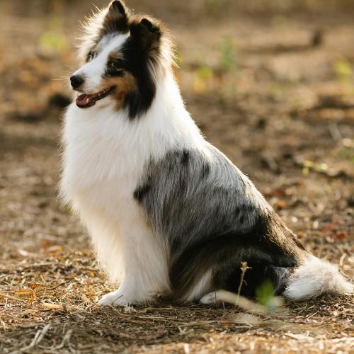 Bearded Collie Dog Breed