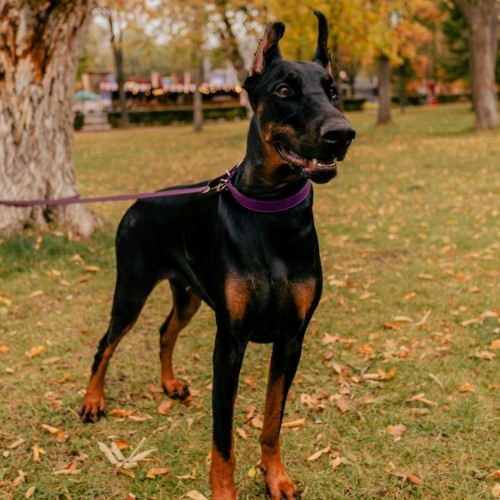 Dobermann Dog Breed