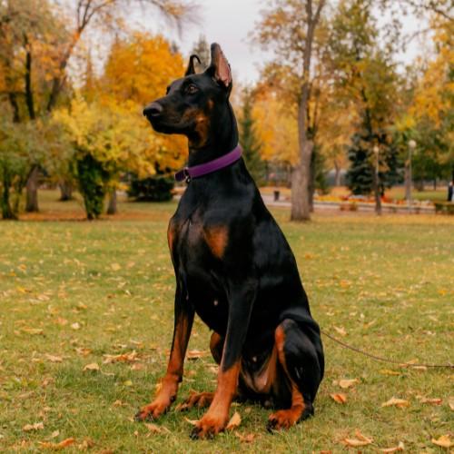 Dobermann Dog Breed