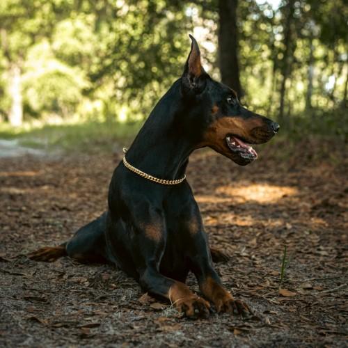 Dobermann Dog Breed