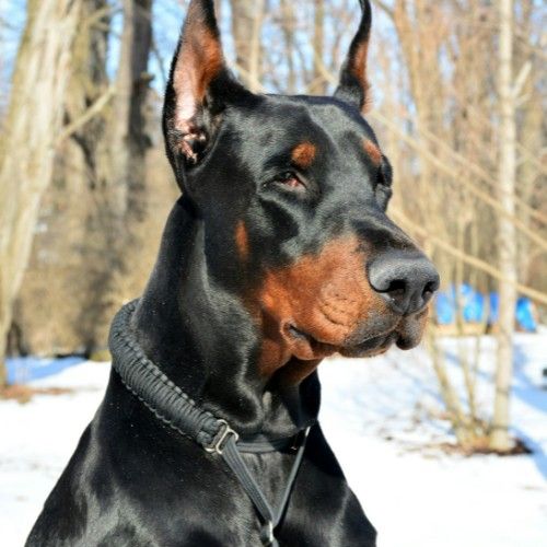 Dobermann Dog Breed