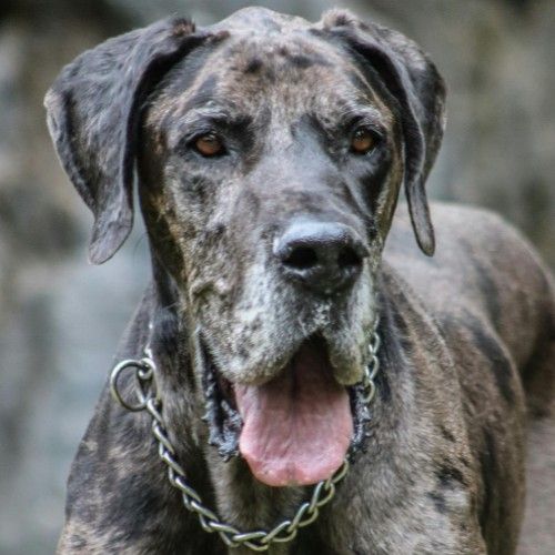 The Majestic Great Dane