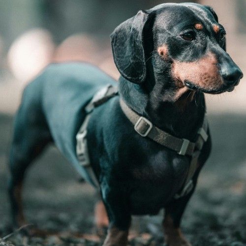 Budget-Friendly & Low Maintenance Dog Breeds