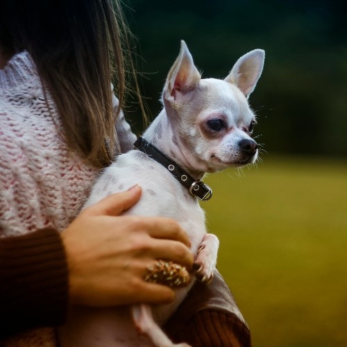 Budget-Friendly & Low Maintenance Dog Breeds