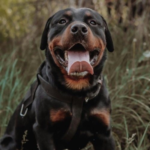 Rottweiler – The Ultimate Guardian