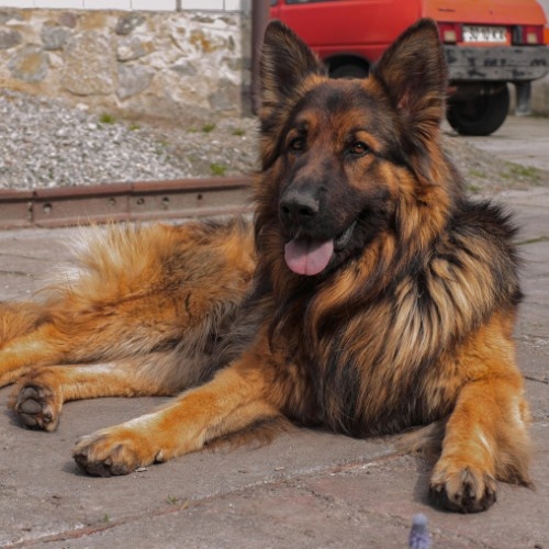 German Shepherd – The Intelligent Protector