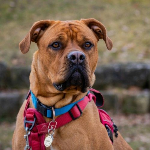 Bullmastiff – The Gentle Giant with a Fierce Look