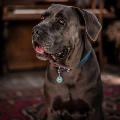 Cane Corso – The Italian Guardian