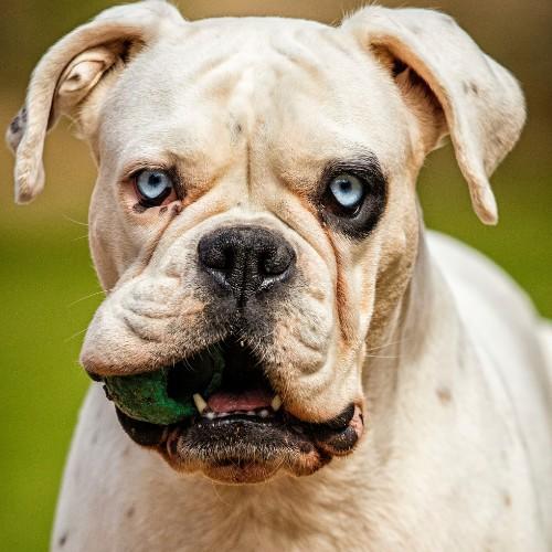 Presa Canario – The Ultimate Fighting Dog